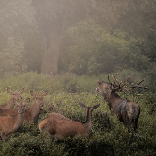 Trófeás könyv 2025.